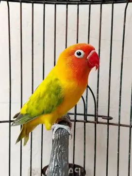 Burung lovebird jantan ganteng green series