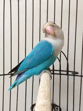 Burung lovebird jantan ganteng biru cobalt fischeri