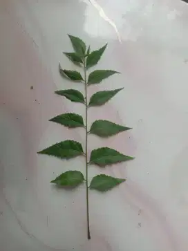 OBAT HERBAL DAUN MIDI (Kemasan 500gr)