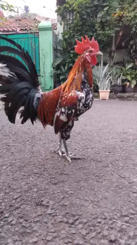 Ayam ketawa durasi panjang