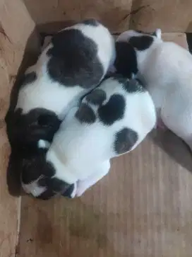 Anjing French bulldog.