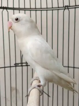 Burung lovebird betina cantik albino mata hitam