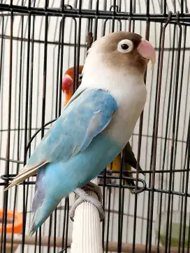 Burung lovebird betina cantik pastel biru ajibbbb