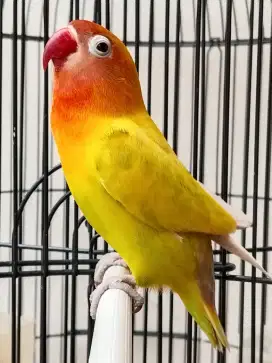 Burung lovebird betina cantik paskun josss
