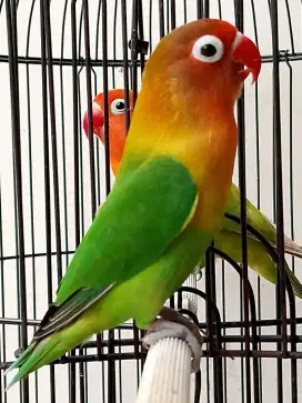 Burung lovebird jantan ganteng mewah