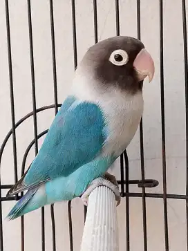 Burung lovebird betina cantik biru cobalt perso