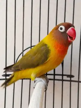 Burung lovebird betina cantik olive perso okkkk