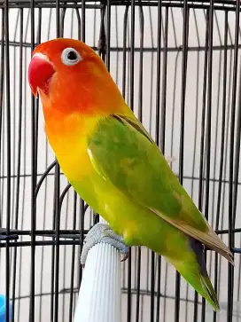 Burung lovebird betina cantik Pasjo palamas