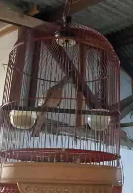 Perkutut bangkok