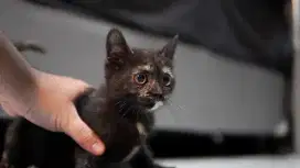 British Short Hair BSH black tortie