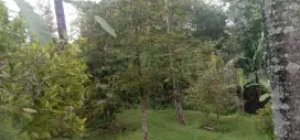 Tanah kebun cengkeh di singaraja desa panji buleleng