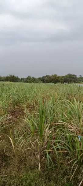 Sawah di jual murah