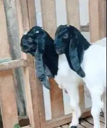 3 ekor bibit kambing etawa kaligesing jantanan 5 bulanan TB 60cm UP ok