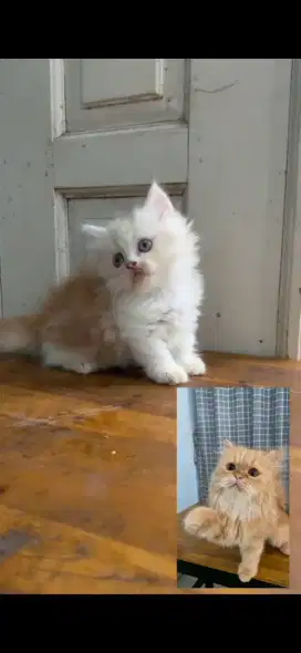Kitten munchin dan indukan (no munchin)betina