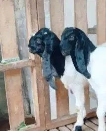3 ekor bibit kambing etawa jantan 5 bulanan TB 60cm ras PE kaligesing