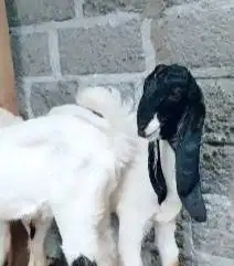 3 ekor bibit kambing etawa jantan 5 bulanan TB 60cm siap ternak manteb