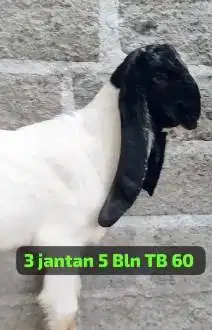 3 ekor bibit kambing etawa jantan 5 bulanan TB 60cm siap ternak manteb