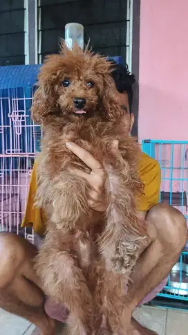 Open adopt Poodle Jantan