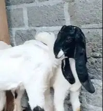 3 ekor bakalan kambing etawa PE kaligesing jantanan TB 60cm siap piara