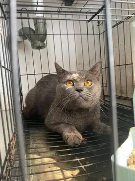 Kucing BSH Blue Solid Jantan