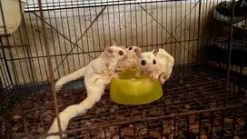 Sugar glider jinak