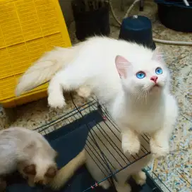 Sepasang kucing midol
