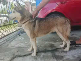 Open adopt Husky