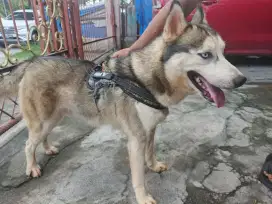 Open adopt Husky Jantan flip flop