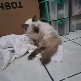 kucing himalaya betina