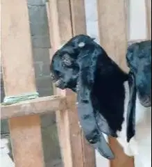 3 ekor bakalan kambing etawa jantan 5 bulanan TB 60cm siap ternak puas
