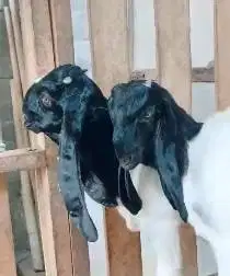 3 ekor bibit kambing etawa jantan PE kaligesing TB 60cm siap ternak ok