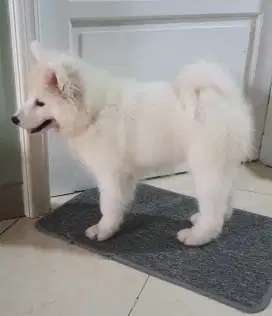 Anakan Samoyed Gemuk Sehat