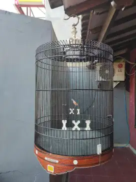 Sangkar burung murai batu