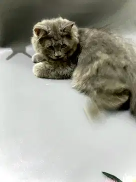 Siap Adopsi Kucing Persia Berkualitas – 5 Bulan, Jinak & Sudah Vaksin