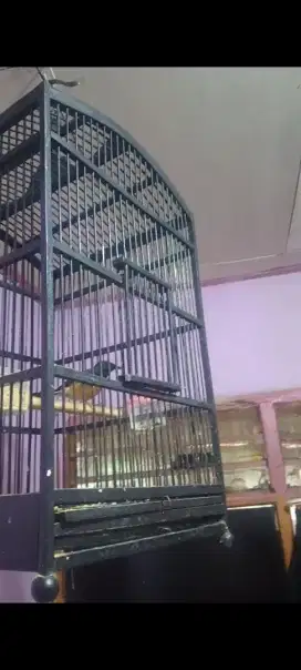 Murai betina siap breding Rp 400.000 nego sopan + kandang