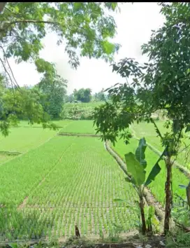 Dijual cepat tanah sawah