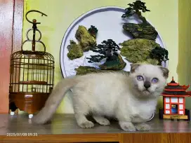 Kucing Munchkin Gaelic Fold Scottish fold cebol