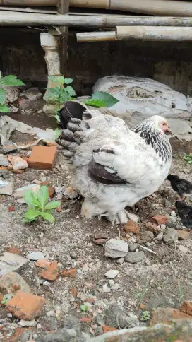 Ayam hias brahma