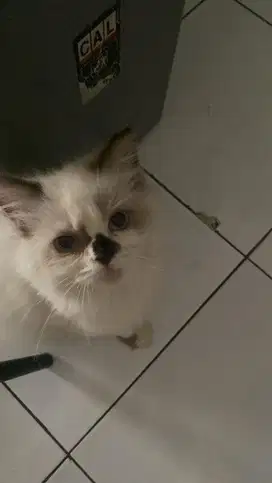 Kucing himalaya lucu jinak dan gemes betina usia 3 bulan
