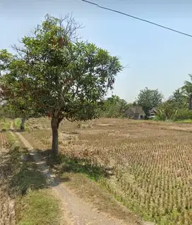 Dijual tanah 1 ha SHM pekarangan di Sentolo dkt RS Nyi Ageng serang