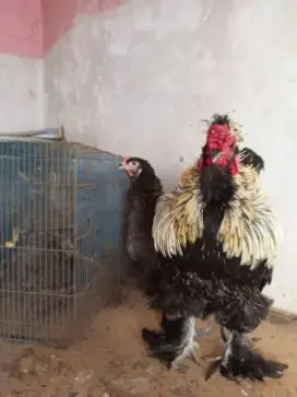 Ayam Hias Brahma sepasang produksi