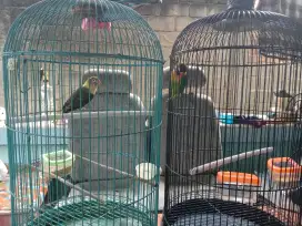 Jual burung love bird 2 pasang