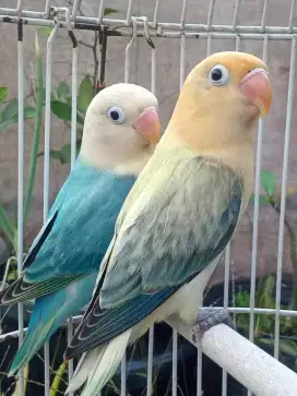 Sepasang lovebird Biola Aqua Euwing B2/pf x BPE/pf