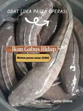 Makanan yang terbaik untuk luka