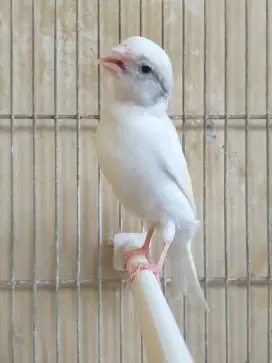 Kenari Spanish Timbrado x SF Betina