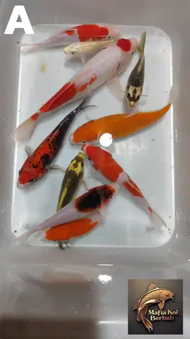 IKAN KOI BORONGAN/SATUAN