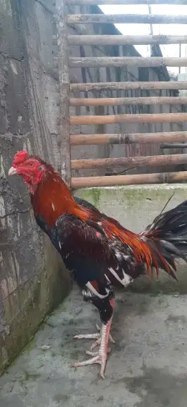 Ayam pacek BK mangon