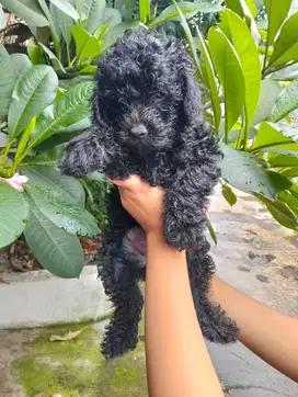 Jual Poodle Hitam Jantan