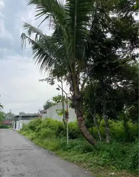 Tanah Murah Area Maguwoharjo Cocok Untuk Kos Dan Hunian Dekat Stadion