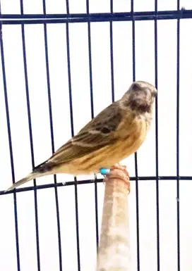 Blackthroat Botswana lokal